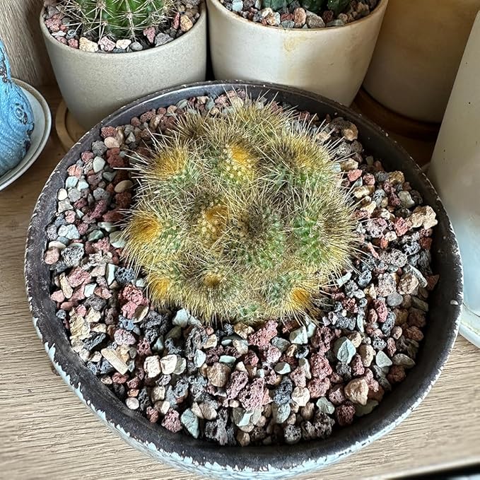 Succulent Cactus Soil Potting Mix Horticultural Lava Rocks Bonsai Soil for Indoor Plants Drainage Volcanic Rock for Terrarium Gardening Top Dressing 2lb