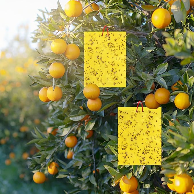 36 Pcs Combo Sticky Traps for Fungus Gnat (Plants), Flying Insect, Whitefly and Fly, Yellow Sticky Insect Catcher Traps for Indoor/Outdoor, Kitchen, and Plants, High-End Glue, Non-Toxic, 5 Shapes