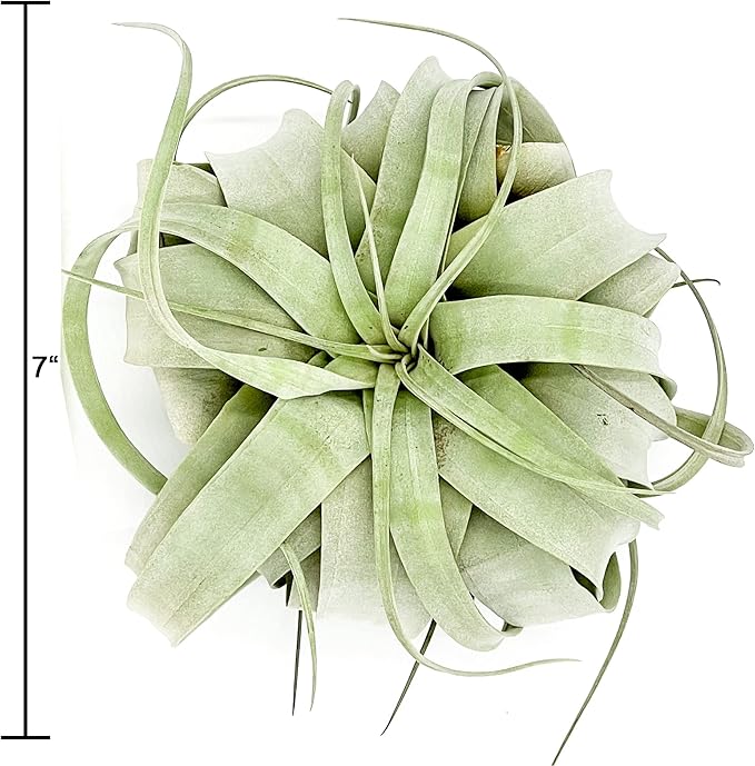 Live Air Plant - Tillandsia Xerographica, Jumbo 6-9” – 1 ct - Ideal for Gifts & Presents, Live Indoor Plants & Live House-Plants – Live Plants for Home décor