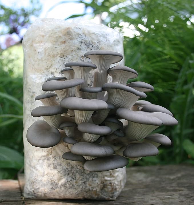 Two Mushroom Grow Kits, 3Lb Each (Blue Oyster & Golden Oyster)