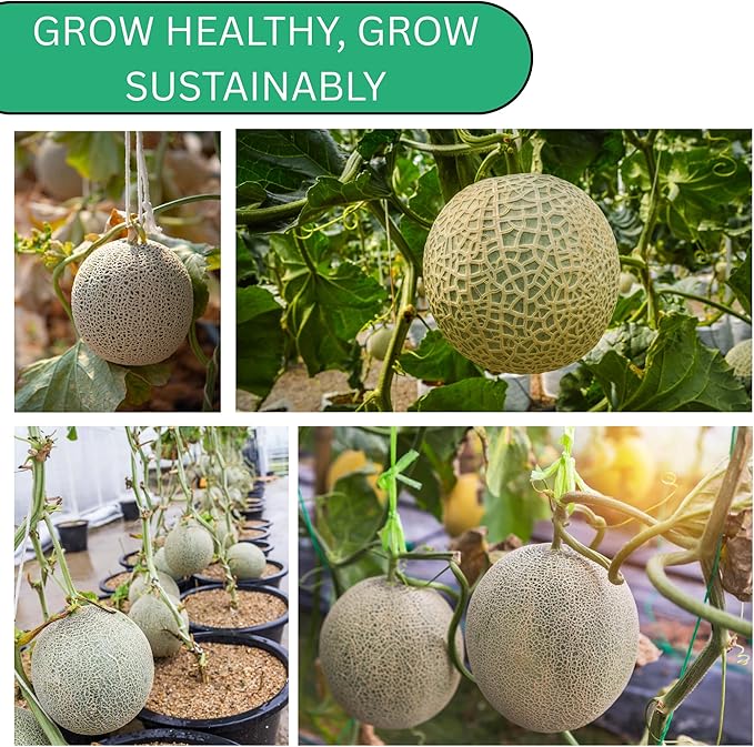 Hearts of Gold Cantaloupe Melon Seeds for Planting - Over 90 Heirloom Non-GMO Cantaloupe Seeds for Planting - Beginner Friendly Fruit Seeds for Home Gardening