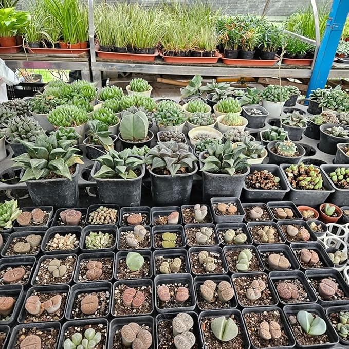 80 Pcs Nursery Pots 4 Inch, Plastic Seed Starting Pot with Drainage Holes, Sturdy Seedling pots for Planting, Succulents, Transplanting, Cuttings (Black)