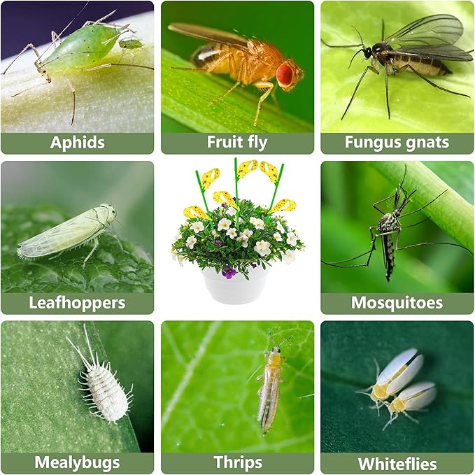 60PCS Yellow Sticky Traps for Gnats Fungus Gnat Traps for House Indoor Fruit Fly Traps for Indoor/Outdoor Catcher for Whiteflies Mosquitoes Thrips Aphids... Stake Holders Included Dual-Sided