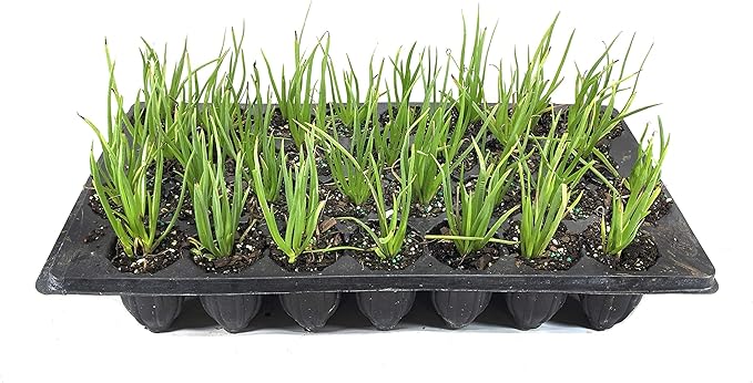 Bulbine Frutescens Hallmark Orange - 10 Live Plants - Butterfly Attracting Flowering Groundcover