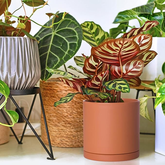 D'vine Dev 4 Inch 5 Inch 6 Inch, Set of 3 Plastic Planter Pots for Plants with Drainage Hole and Seamless Saucers, Terracotta Color, Small, 74-V-C-1