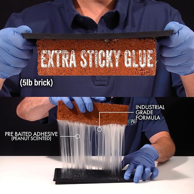 Glue Traps for Mice,Rat,Mouse,Snake,Lizard,Insect. 6 Pack. Extra Strength,Pre-Baited Adhesive.Heavy Duty Plastic Tray.Non-Toxic,Chemical-Free Pest Control for Home. 6Pack