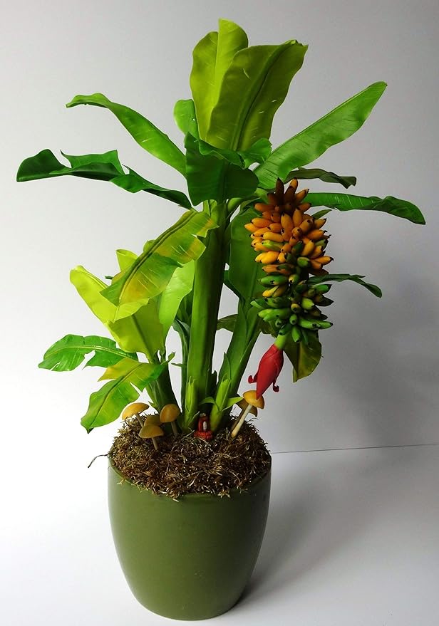 Indoor Banana Tree Ornamental Perennial Non-GMO