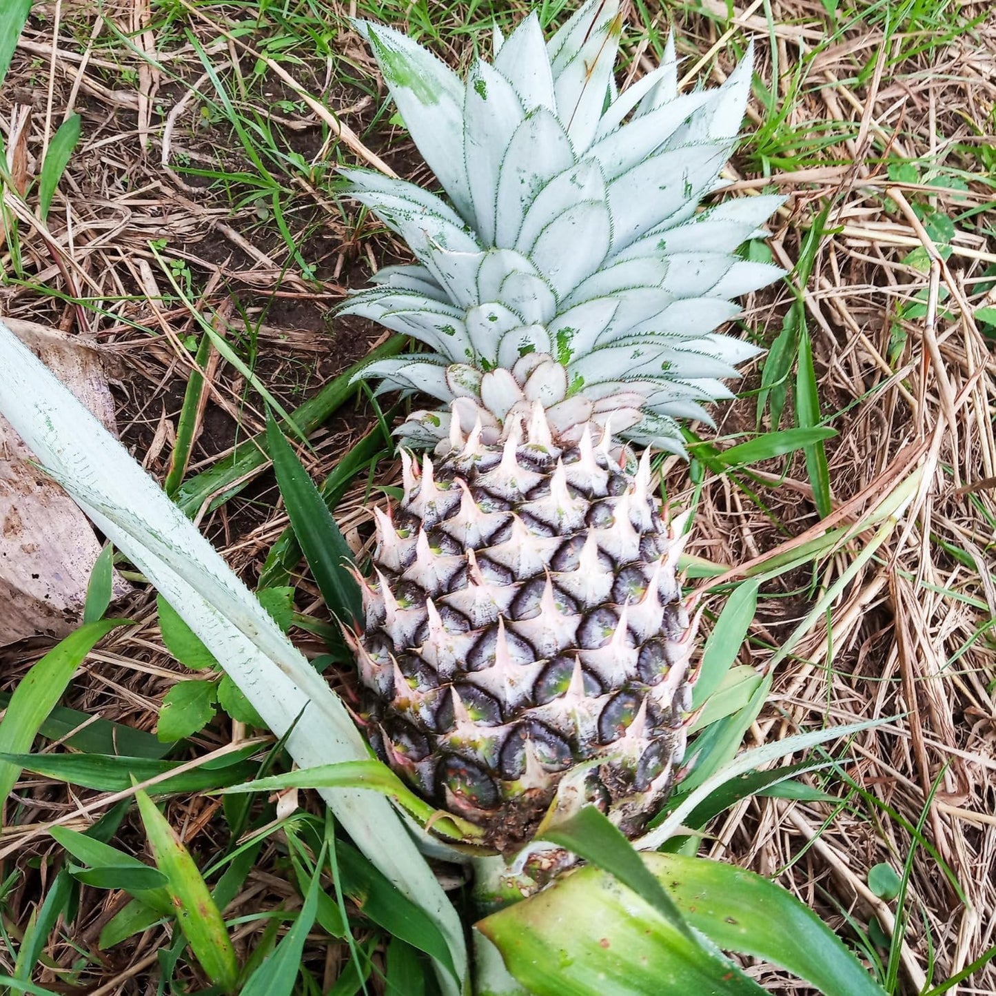 3 White Jade Pineapple Plants Live, 5-9 Inch Tall, Tropical Pineapple Fruit Tree Seedlings for Planting