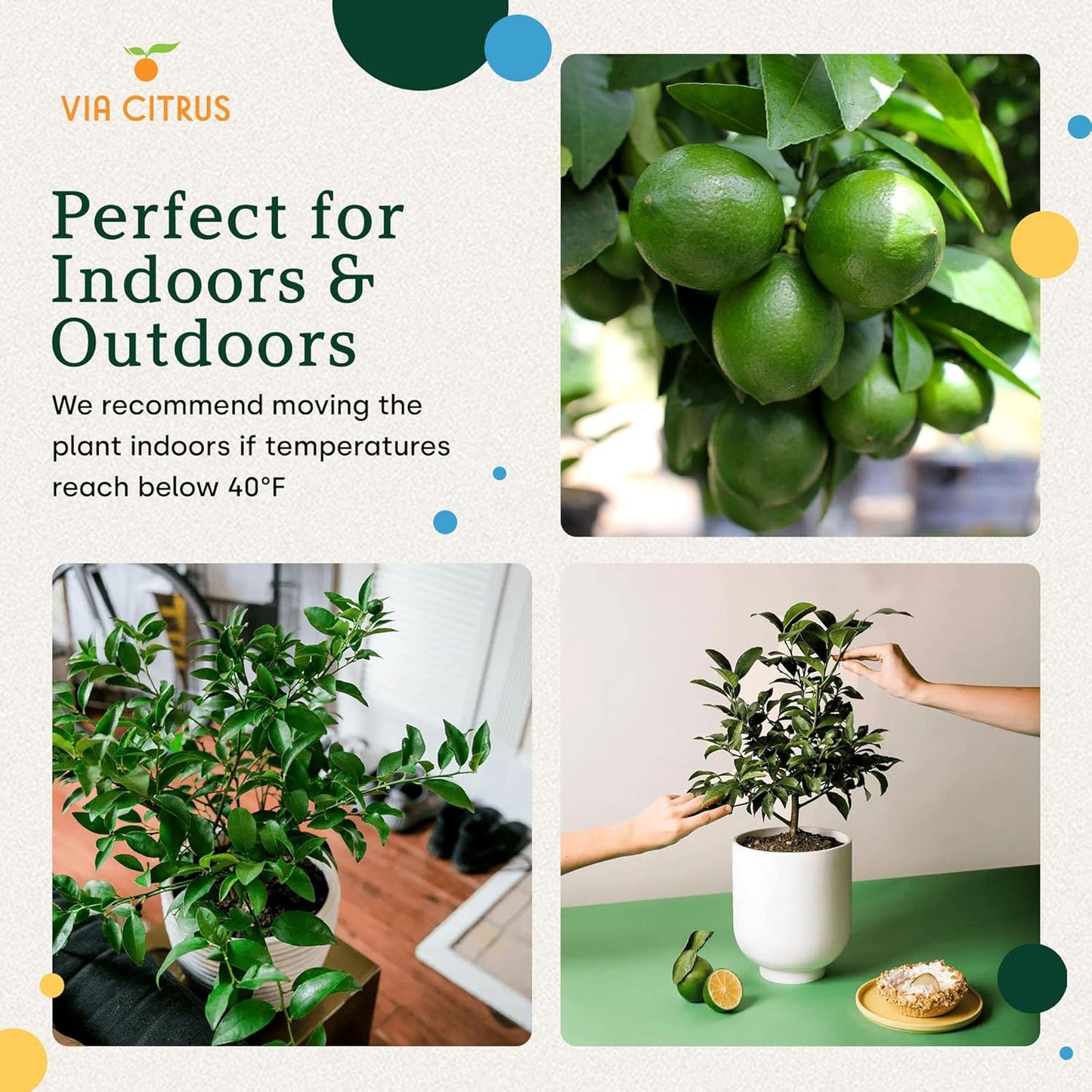 Key Lime Trees Indoor Plants Outdoor - Limes Citrus Tree Patio, Live Outdoor Tree Cannot Ship: CA/AZ/TX/LA – Potted Key Lime Plant, Indoor Fruit Trees Live Plants by Via Citrus