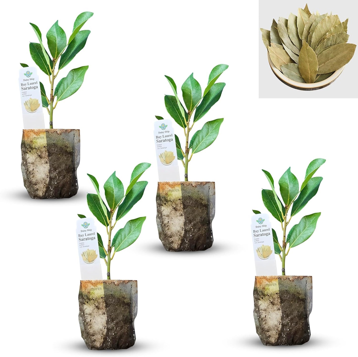 Mediterranean Bay Leaf, Bay Laurel Live Plant. Saratoga/Standard Varieties - Laurus Nobilis. Fragrant, Fresh, Edible. Pots/Ground Planting. Mild/Strong Flavor (2 Srtg + 2 Std Bay Plants in Sac)