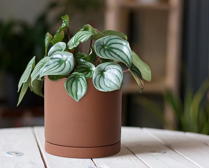 D'vine Dev 5 Inch Rust Terracotta Plant Pot with Drainage Hole and Saucer, Round Cylinder Planter Pot for Indoor Plants, Set of 2, 40-V-B-2