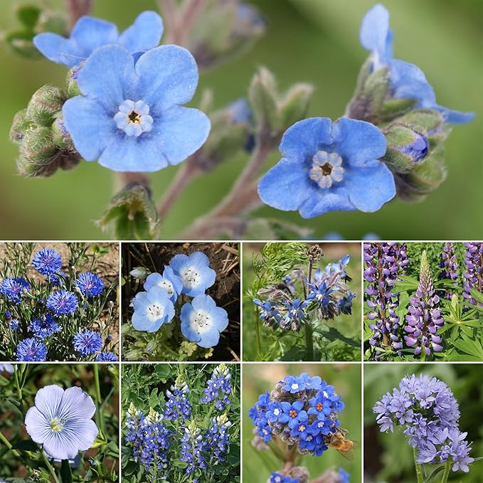 Ferry-Morse Blue Mix Bulk Wildflower Seeds, 1lb