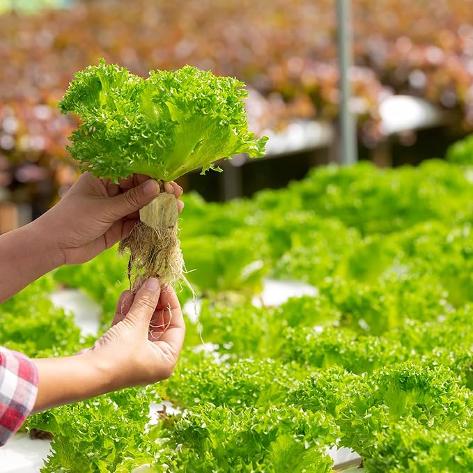 Legigo 1 Inch Rockwool Cubes Seed Starter Plugs for Hydroponics, RockWool Planting Grow Cubes for Hydroponic Tower Garden Soilless Cultivation Plants Germination Cutting Clone (6 Sheet, 300 Plugs)