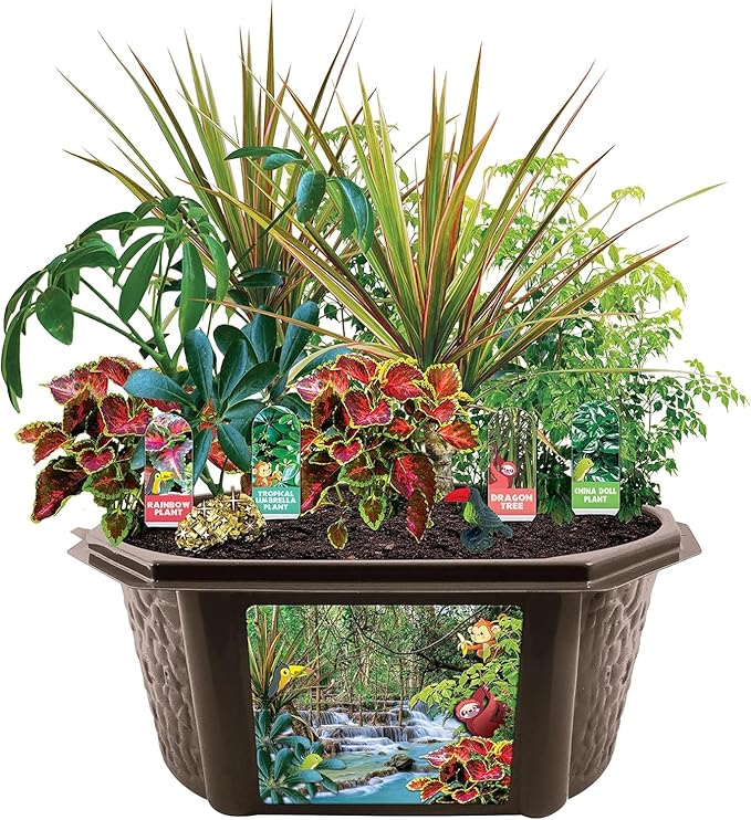 Toys by Biosphere Terrarium Starter Kit with Complete Supplies to Create Your Own Jungle! Indoor Plants for Home Displays and Gardens (Tropical Rainforest Jungle)
