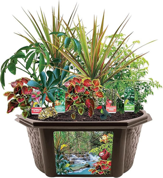Toys by Biosphere Terrarium Starter Kit with Complete Supplies to Create Your Own Jungle! Indoor Plants for Home Displays and Gardens (Tropical Rainforest Jungle)