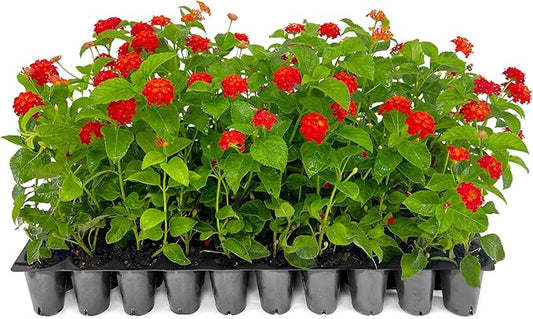 Lantana Dallas Red | 3 Live Plants | Lantana Camara | Flowering Perennial | Garden Colorful Bloom | Hardy Outdoor Decor | Vibrant Red Flowers