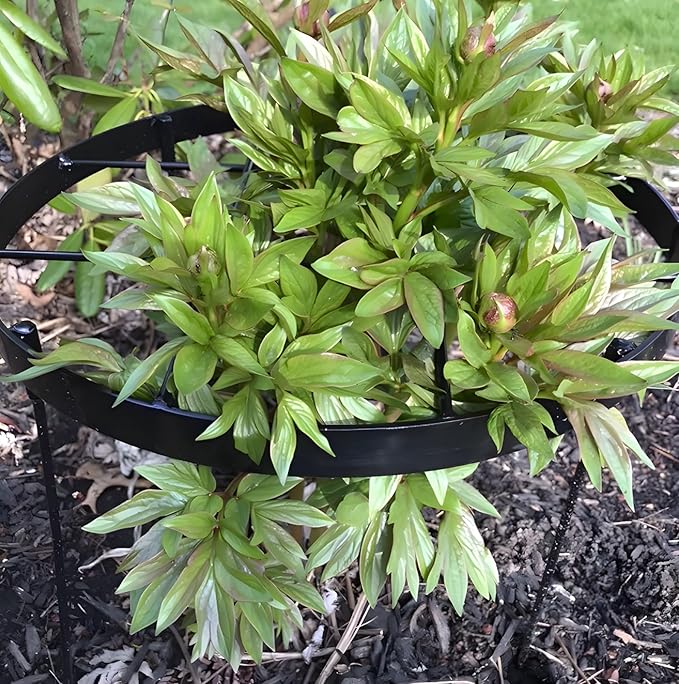 Large Peony Cages and Supports 18.9"x23.6" - Durable Round Garden Flower Rings | Tall Plant Support Stakes for Outdoor Peonies | Enhances Peony Planting Success with Secure Grounding