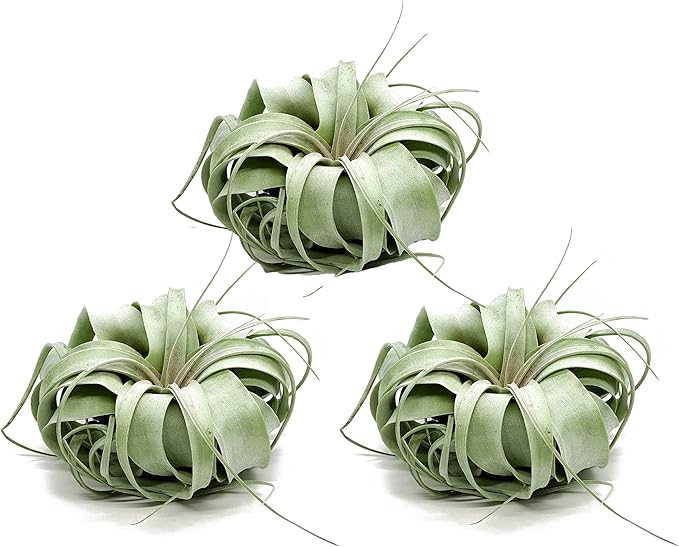 Live Air Plant - Tillandsia Xerographica, Jumbo 6-9” - 3 ct - Ideal for Gifts & Presents, Live Indoor Plants & Live House-Plants – Live Plants for Home décor