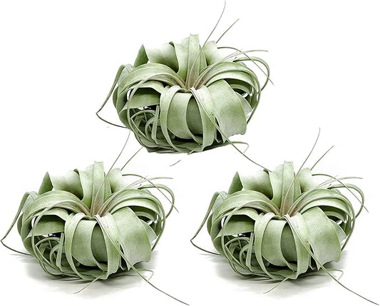 Live Air Plant - Tillandsia Xerographica, Jumbo 6-9” - 3 ct - Ideal for Gifts & Presents, Live Indoor Plants & Live House-Plants – Live Plants for Home décor