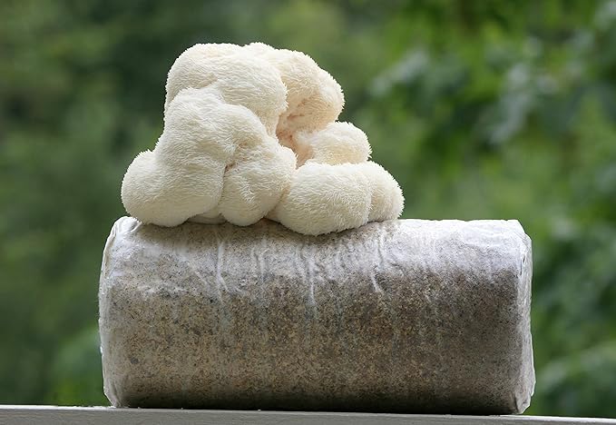 Two Lion's Mane Grow Kits (3.2 Pound Each)