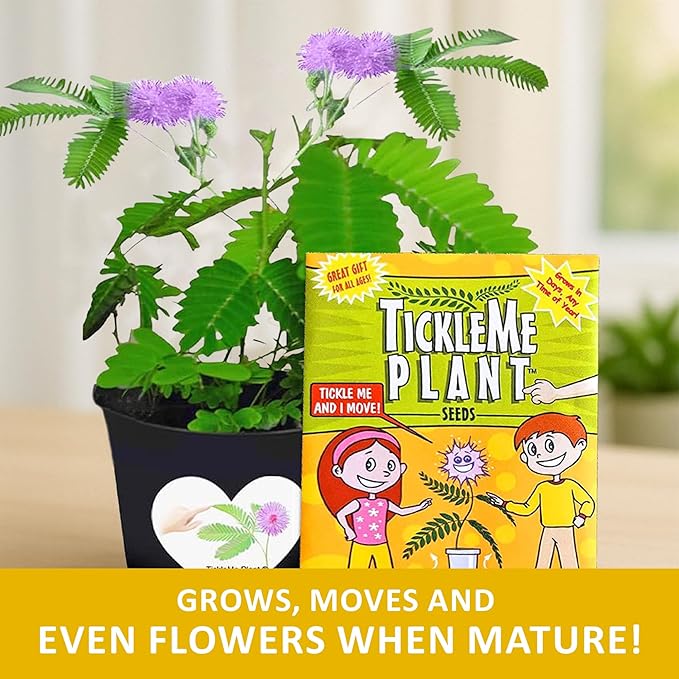 TickleMe Plant Get Well Soon Kit (1 Pack) – Grow A Tickle Me Plant That Reacts to Touch – Leaves Fold Up When You Tickle Them – Full Grow Kit of Sensitive Plants Seeds for Kids to Grow Indoors