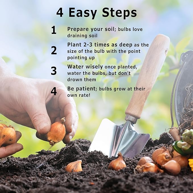 | 20 Mixed Anemone Blanda Bulbs for Fall | Deer-Resistant & Vibrant | Perfect Perennial Garden Flower 4 to 5 cm Bulb Size