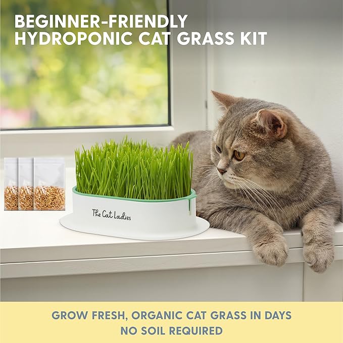 The Cat Ladies Hydroponic Cat Grass Growing Kit - Pet Grass Seed for Indoor Cats - Fast Growing Soil Free Catnip Plant Seeds to Grow Kitten Safe Plants - Just Add Water