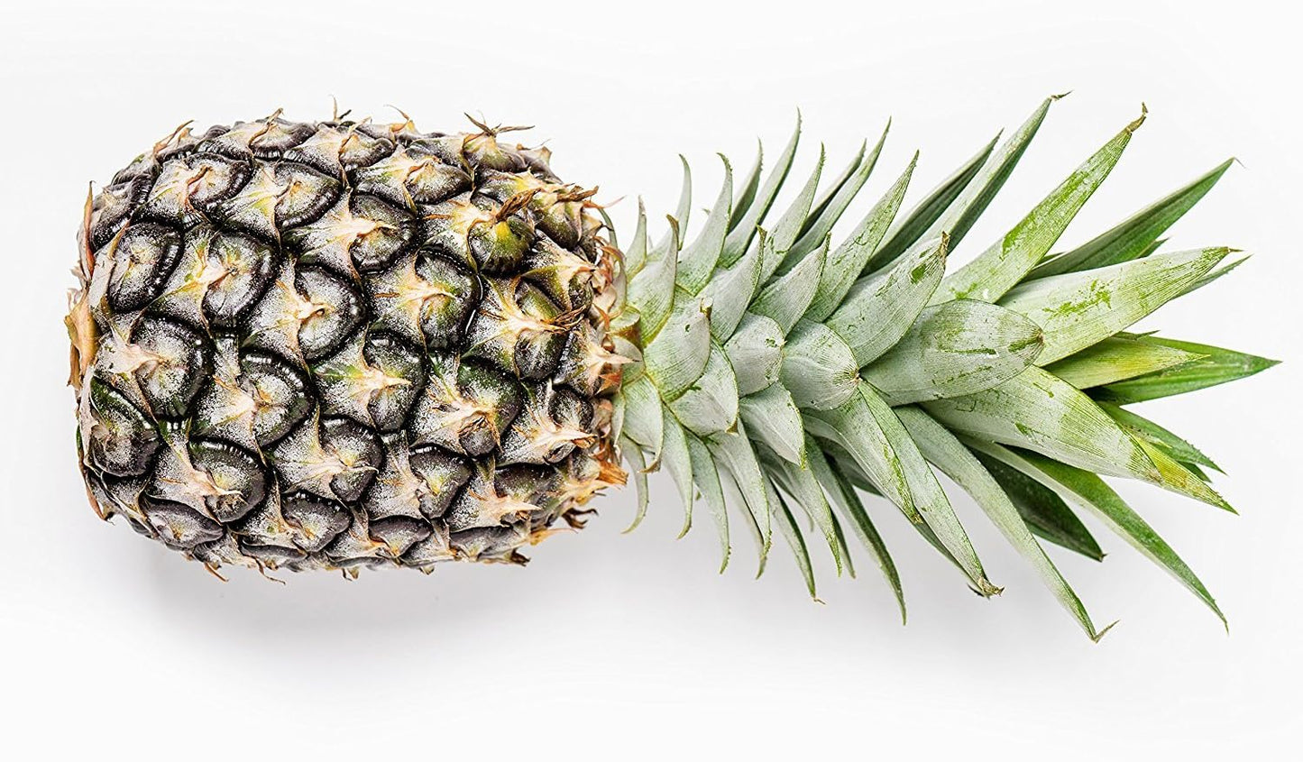 White Jade Pineapple Live Plant - Ananas Comosus - Wellspring Gardens Starter Plant - Ideal Pineapple Plant Live Easy to Grow Starter Plant Great for Outdoor and Patio Planting Growth Potential