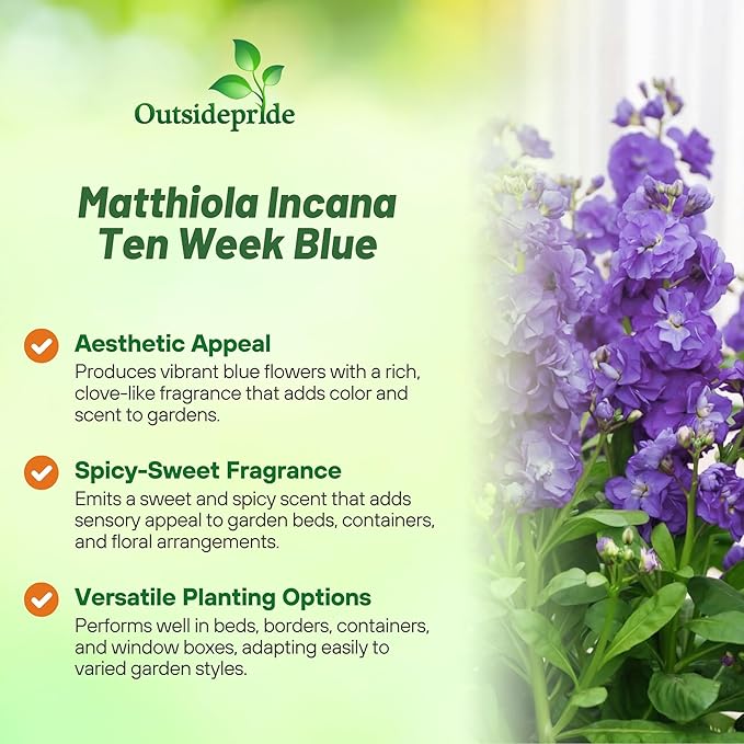 Outsidepride Ten Week Blue Mattiola Stock Seeds - 2000 Pcs Annual Flower Seeds for Planting with Fragrant Blooms That Attract Pollinators, Compact Growth, for Cut Flower Arrangements & Containers