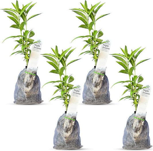 Night Blooming Jasmine Live Plant - Cestrum Nocturnum. Fragrant Flowering Shrub for Garden, Patio or Window (4 ngt.jas sacs)
