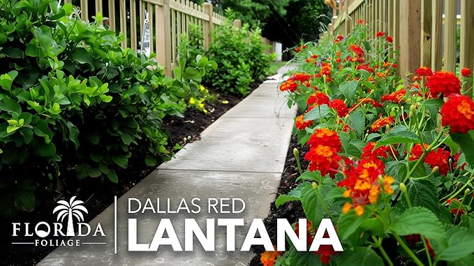 Lantana Dallas Red | 20 Live Plants | Lantana Camara | Flowering Perennial | Garden Colorful Bloom | Hardy Outdoor Decor | Vibrant Red Flowers
