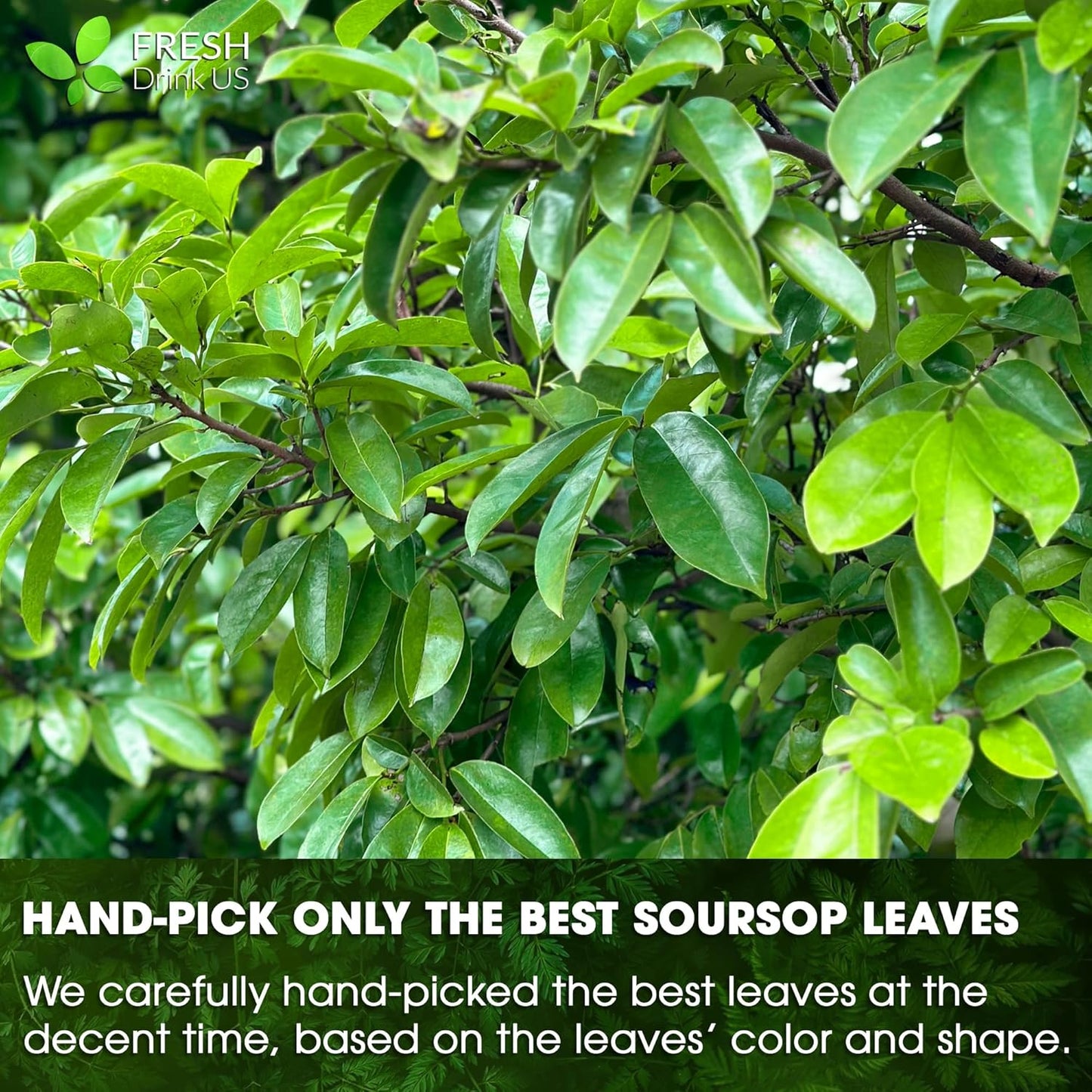 FreshDrinkUS, Premium 30+ Soursop Graviola Dried Leaves, Natural Whole Soursop Leaves, Wildcrafted, Hoja Guanabana, Loose Leaf Herbal Tea, No Gluten, Vegan