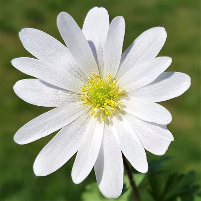 Easy to Grow Anemone Blanda 'White' Plant Bulbs (20 Pack) - White Flowering Blooms in Spring or Fall Gardens