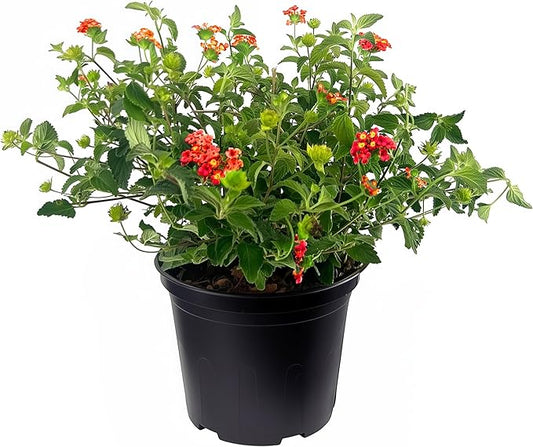 Lantana Dallas Red | 2 Large Gallon Size Plants | Lantana Camara | Flowering Perennial | Garden Colorful Bloom | Hardy Outdoor Decor | Vibrant Red Flowers