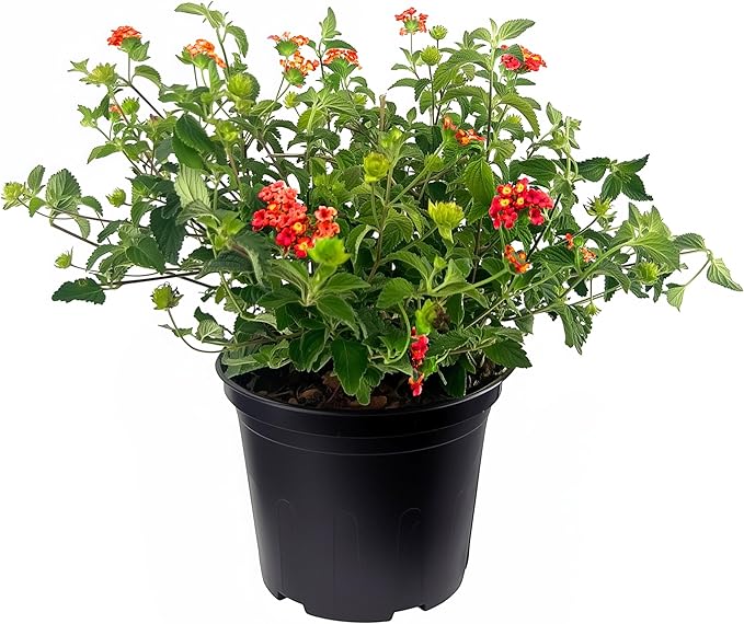 Lantana Dallas Red | 1 Large Gallon Size Plant | Lantana Camara | Flowering Perennial | Garden Colorful Bloom | Hardy Outdoor Decor | Vibrant Red Flowers