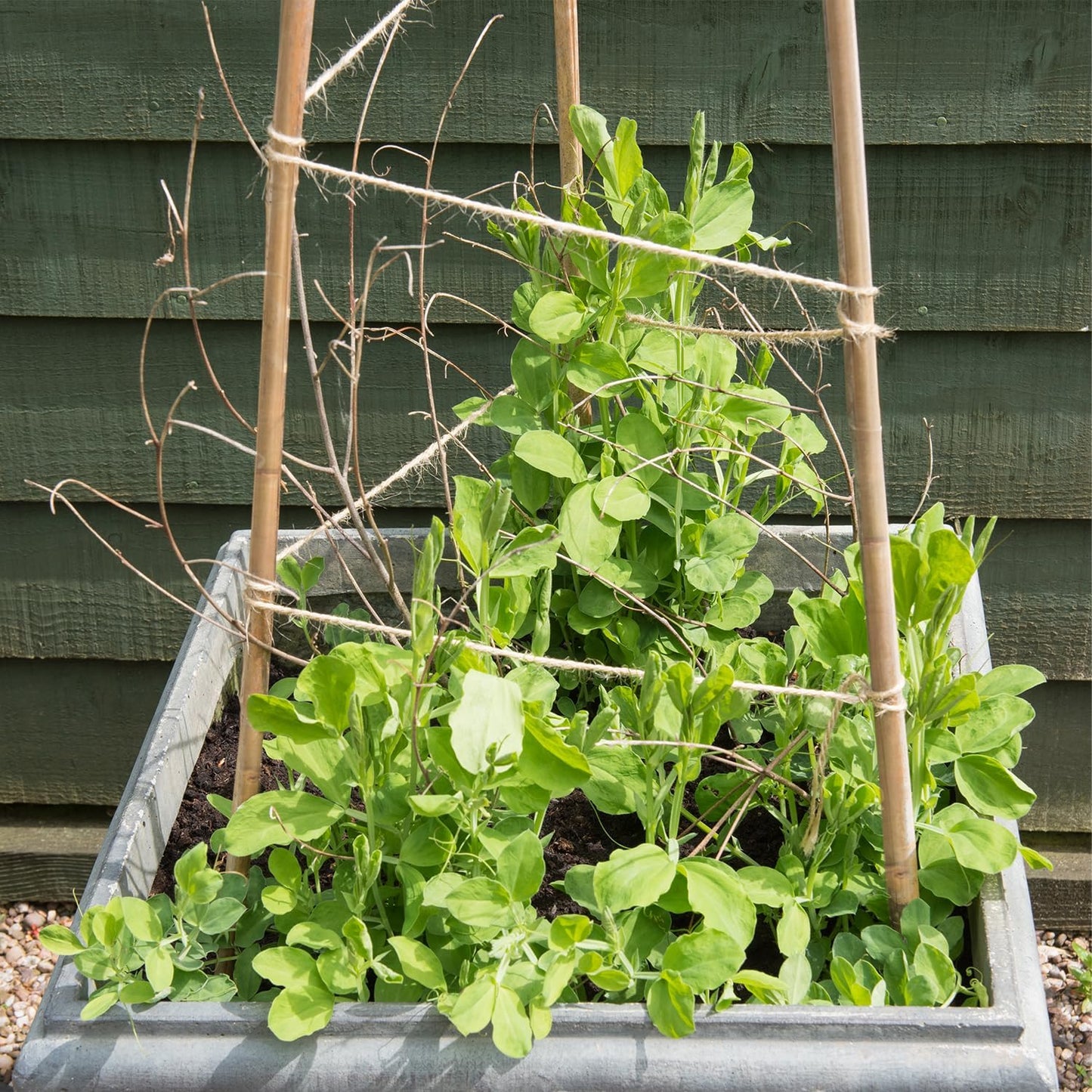 35Pcs Plant Stakes,Premium Natural Bamboo Garden Stakes,Bamboo Sticks Support for Indoor and Outdoor Plants,Tomato,Vegetables Beans,Potted and Climbing Plants