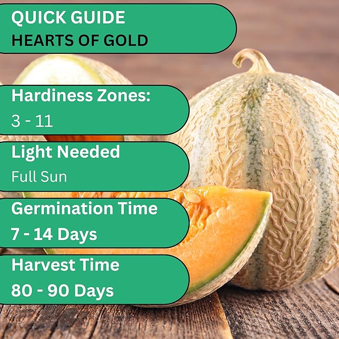 Hearts of Gold Cantaloupe Melon Seeds for Planting - Over 90 Heirloom Non-GMO Cantaloupe Seeds for Planting - Beginner Friendly Fruit Seeds for Home Gardening