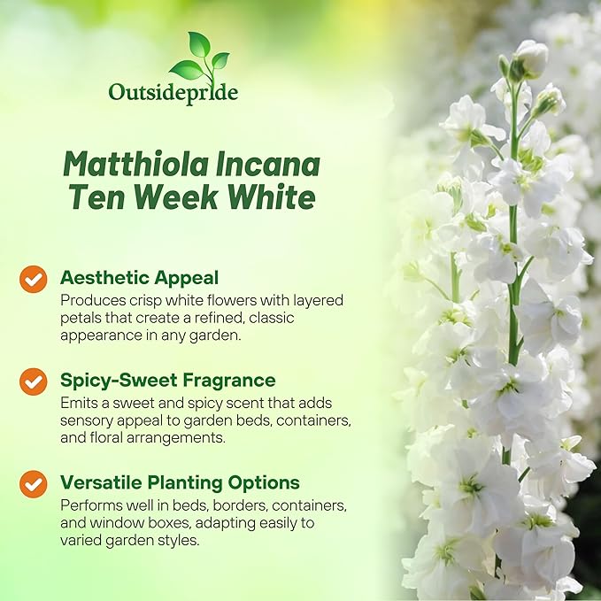 Outsidepride Ten Week White Mattiola Stock Seeds - 1000 Pcs Annual Flower Seeds for Planting with Fragrant Blooms That Attract Pollinators, Compact Growth, for Cut Flower Arrangements & Containers