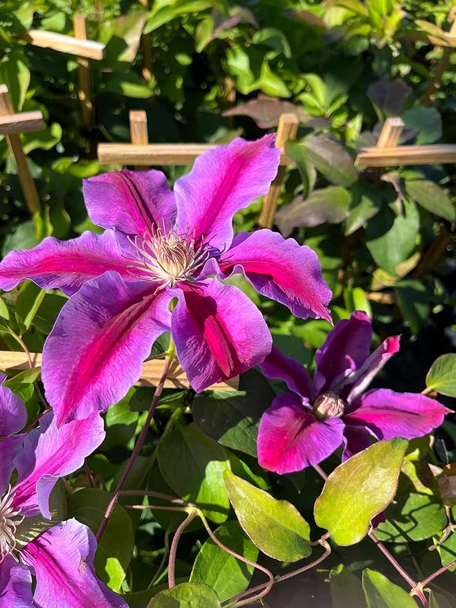 Perennial Farm Clematis 'Dr. Ruppel' Hybrid – Live Flowering Vine in 4 Quart Container, Large Rose-Pink Blooms with Deep Pink Stripes, Long Blooming, Ideal for Trellises, Arbors & Garden Fences