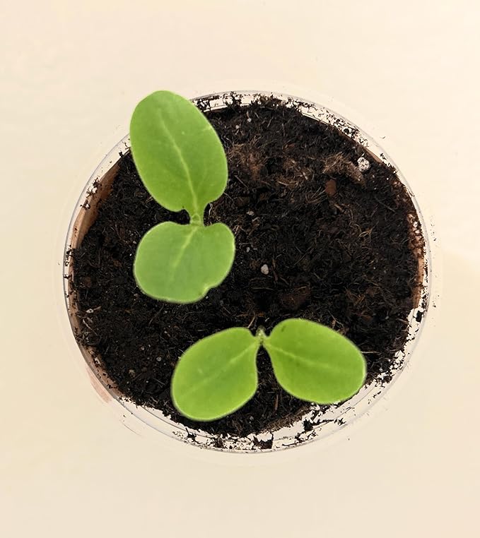 Wisteria- Plant Grow Kit | Wisteria Plant Grow Kit | Indoor/Outdoor Wisteria Starter Kit | Grow Your Own Wisteria | Educational | Great Gift Idea (Tin Planter)