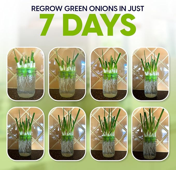 Easiest Green Onion Regrower. Includes Ergonically Designed Lid & Instructions for Beginners. Save Money with This Cool Kitchen Regrower