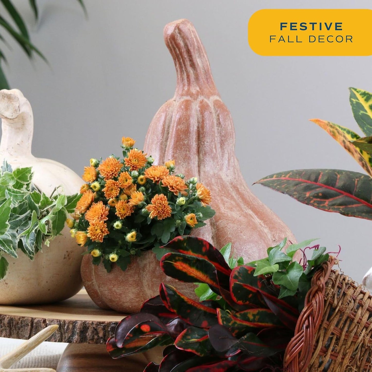 Costa Farms Chrysanthemum, Mums Ships in Bud Form, Bloom Porch and Patio Ready Bushel Basket, 3-QT, Orange