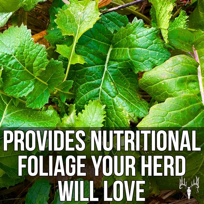 Branson’s Buffalo Blend, 50LB Bulk, Whitetail Food Plot Seed for Deer, Turkey, Pheasant, Dove, Elk & Duck, Plant Seeds Grow Forage to Feed & Attract Wildlife to Hunting Plots, No Till