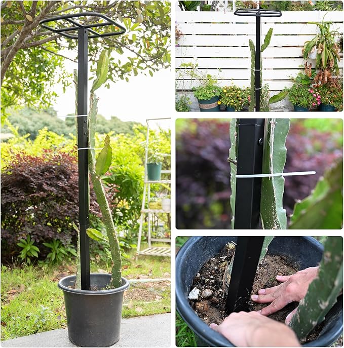 2PCS Dragon Fruit Trellis - Metal Plant Support for Climbing Plants in Outdoor Gardens, Easy Assembly, 12'' x 12'' x 50'' Size, Durable & Weatherproof Garden Support System