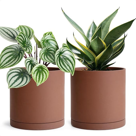 D'vine Dev 6 Inch Rust Terracotta Plant Pot with Drainage Hole and Saucer, Round Cylinder Planter Pot for Indoor Plants, Set of 2, 40-V-C-2