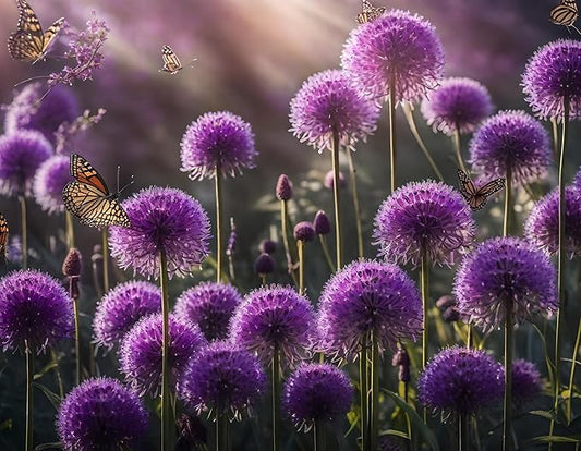 Purple Allium Bulbs for Planting - Easy to Grow Perennial Flowers, Top Size Bulbs, Large Spherical Blooms (5 Bulbs)