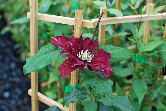 Perennial Farm Clematis Charmaine (Regal® Series) Hybrid – Live Clematis Vine in 4 Quart Container, Large Double Red Blooms, Compact Climber, Long Blooming, Ideal for Trellises, Arbors & Containers