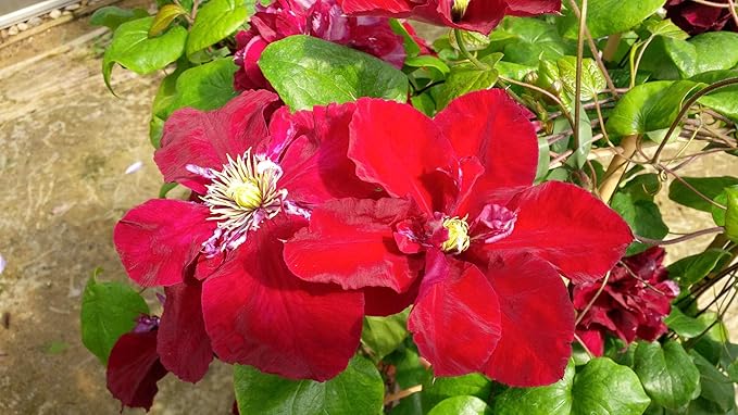 Perennial Farm Clematis Charmaine (Regal® Series) Hybrid – Live Clematis Vine in 4 Quart Container, Large Double Red Blooms, Compact Climber, Long Blooming, Ideal for Trellises, Arbors & Containers