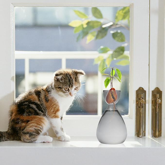 Avocado Vase Avocado Seed Starter Vases Trees Live Plants Growing kit Glass 2pc