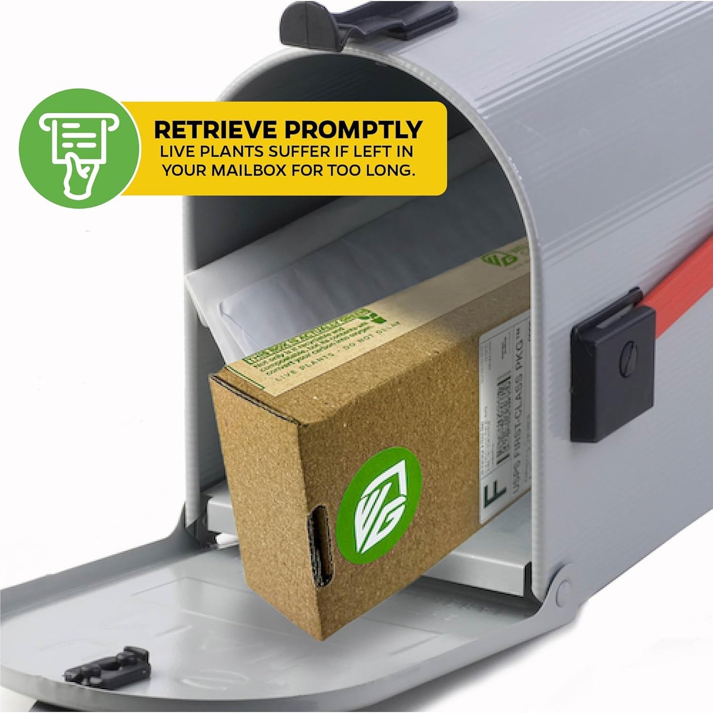 Tea Plant (Green Tea) Live Plant - Camellia sinensis - Wellspring Gardens Starter Plant for Your Indoor or Outdoor Garden